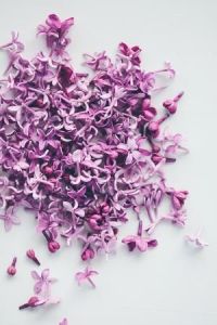 Radiant Orchid Inspiration via Abbey Carpet of SF